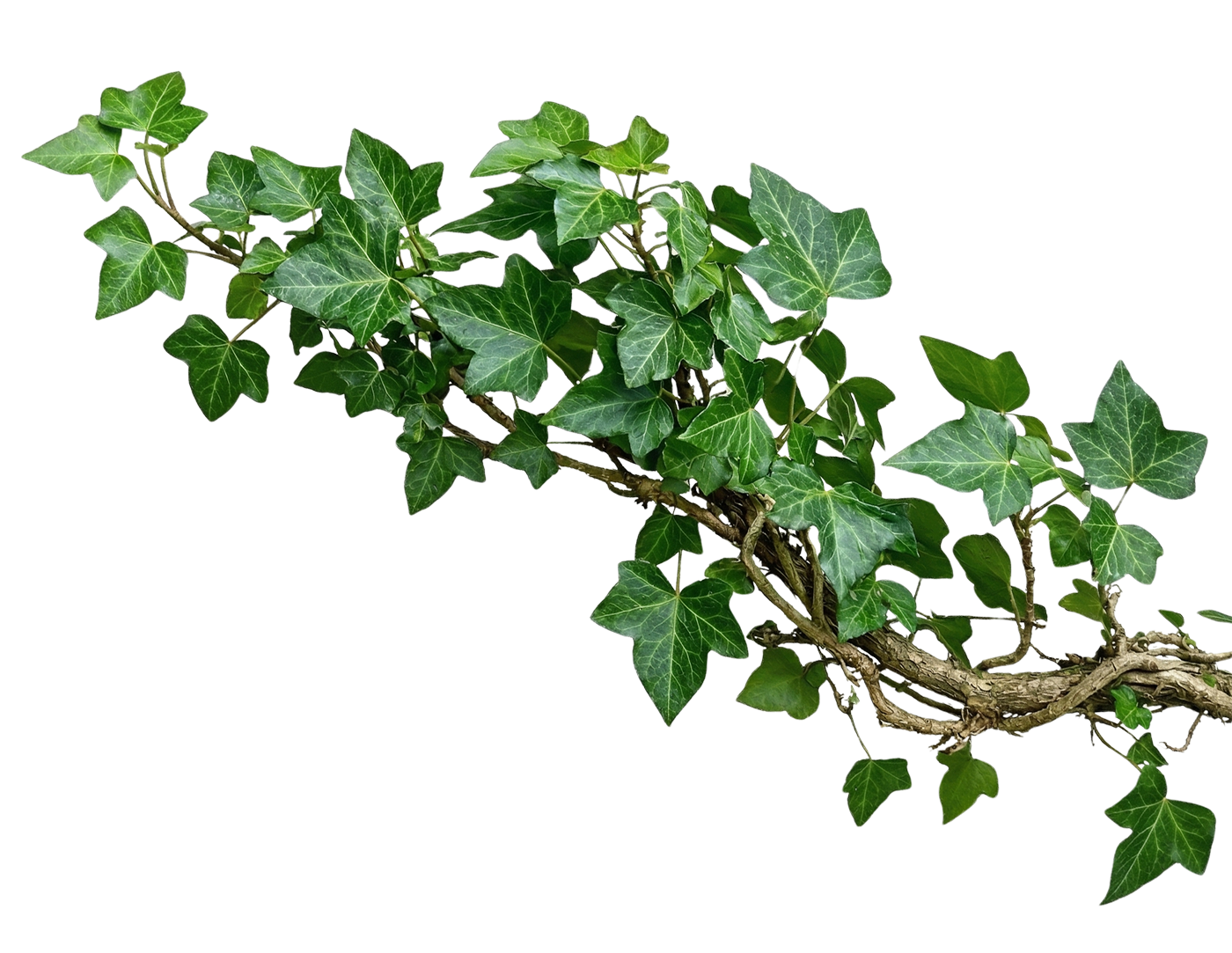 Ast mit Blättern Design Element
